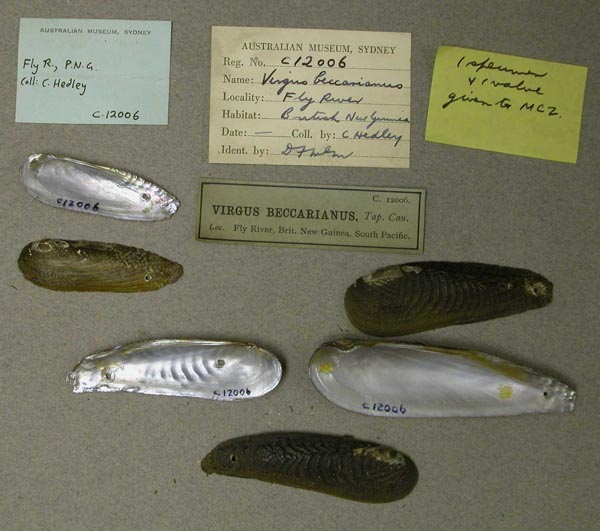 specimen