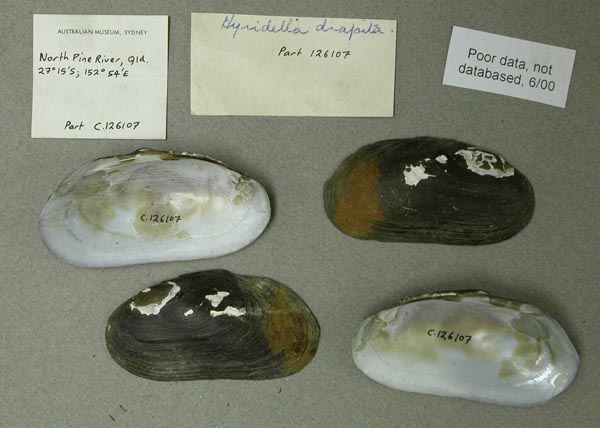specimen