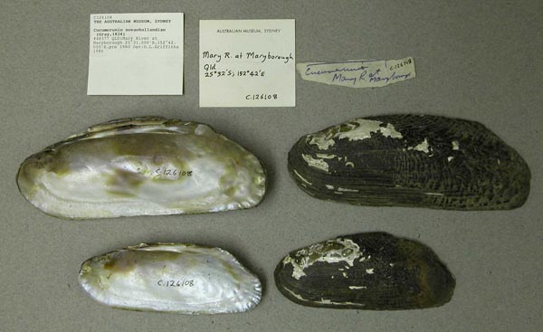 specimen