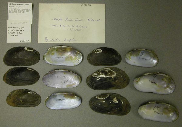 specimen