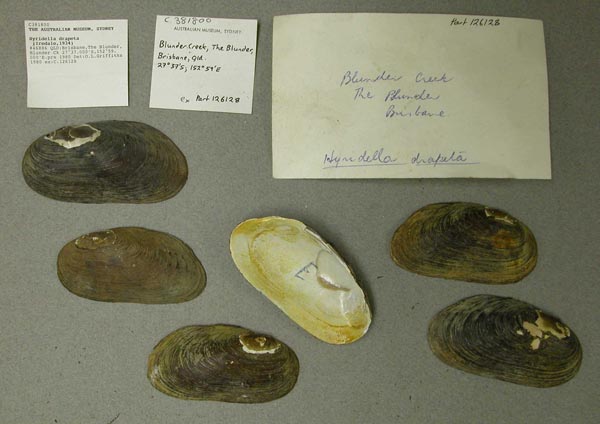 specimen