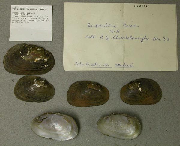 specimen