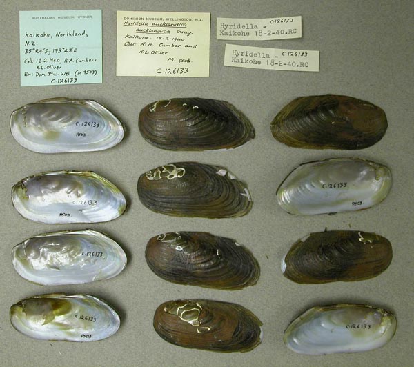 specimen