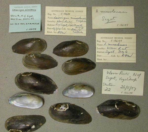 specimen