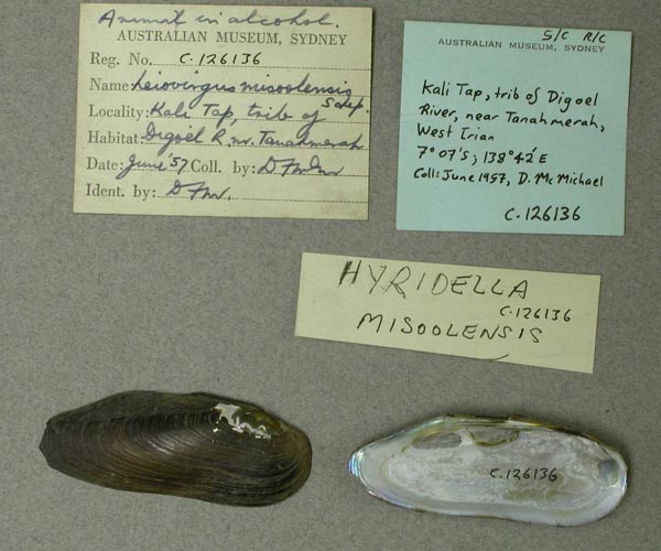 specimen