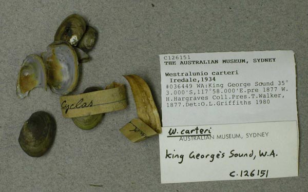 specimen