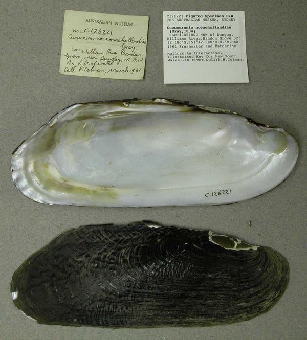 specimen