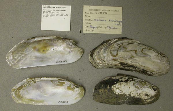 specimen