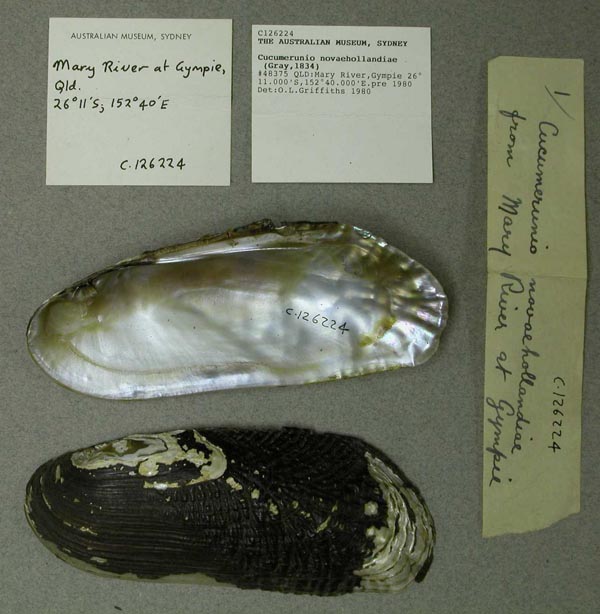 specimen