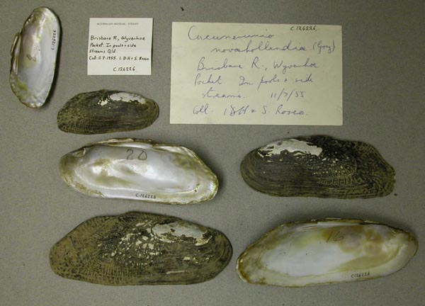 specimen