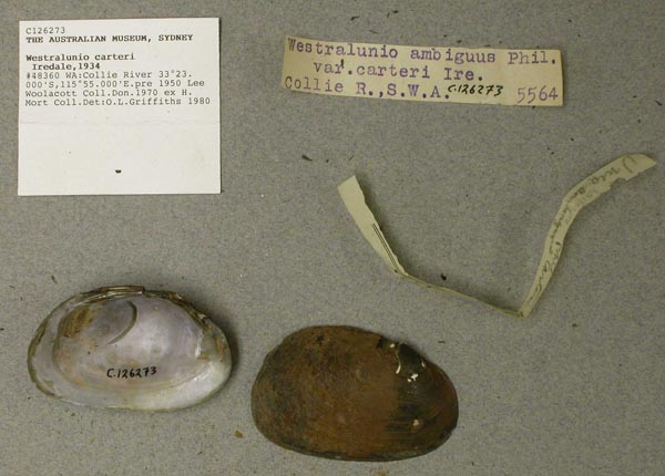 specimen