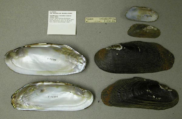 specimen