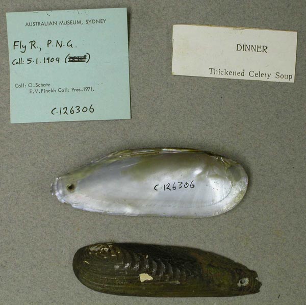 specimen