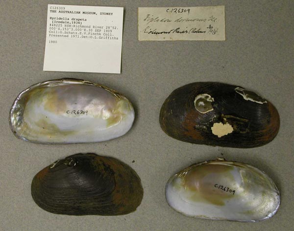 specimen