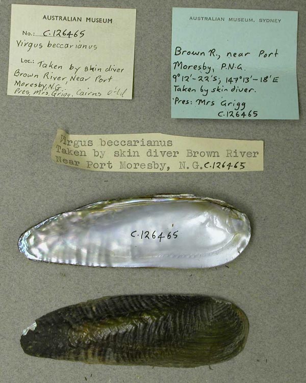 specimen