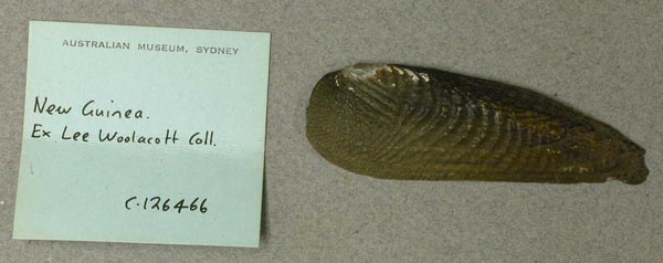 specimen