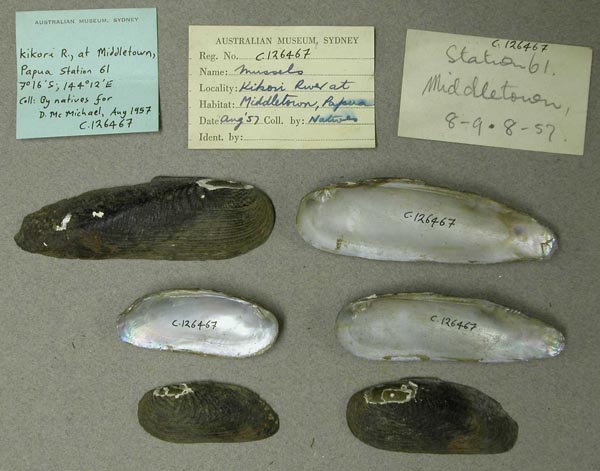 specimen