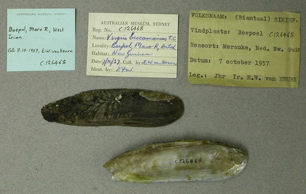 specimen