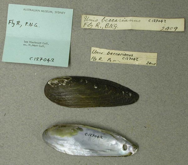 specimen