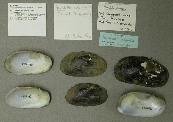 specimen
