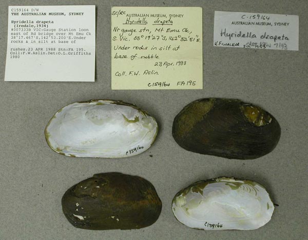specimen