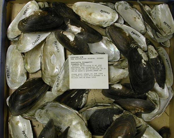 specimen