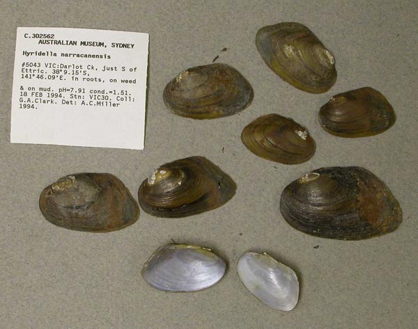 specimen