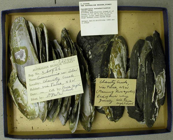 specimen