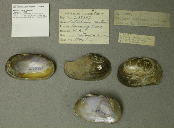 specimen