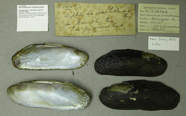 specimen