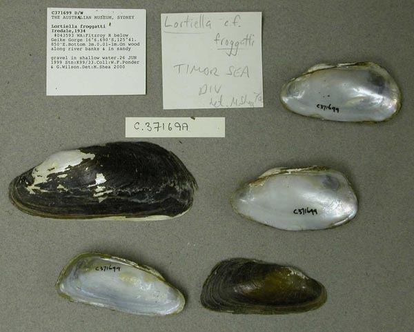 specimen