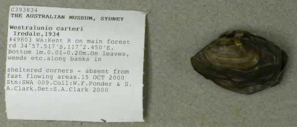 specimen