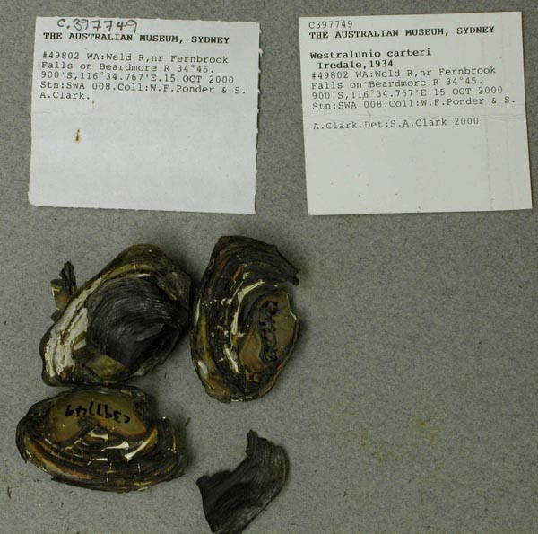 specimen
