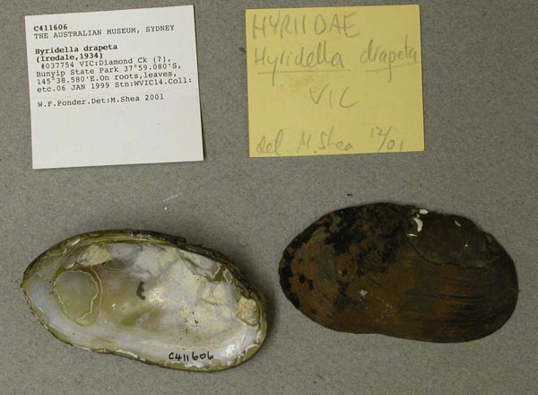 specimen