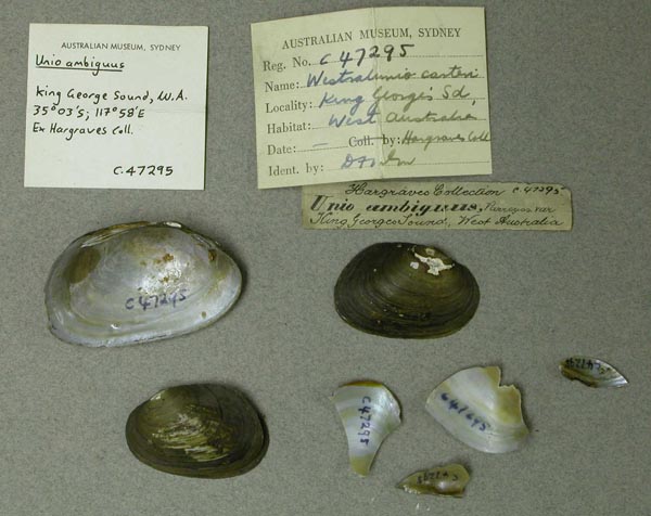 specimen