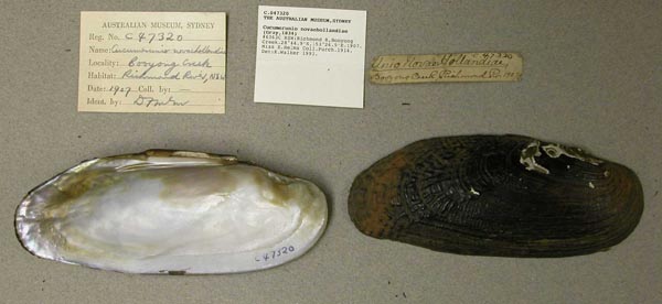 specimen