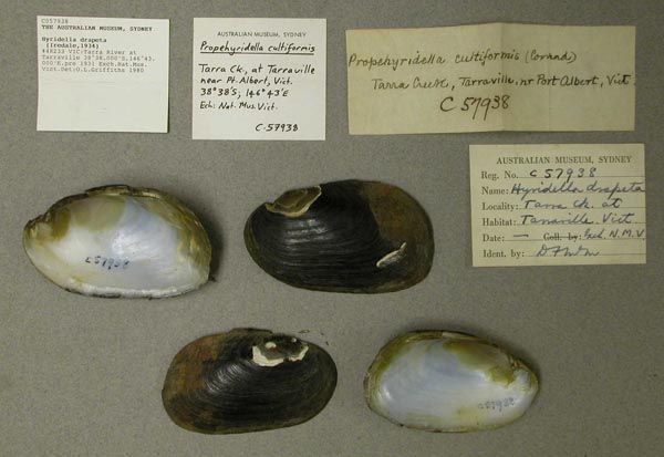 specimen