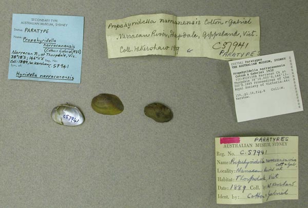 specimen