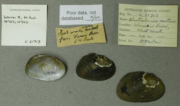 specimen