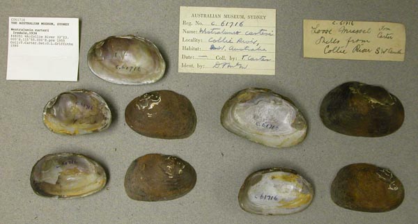 specimen