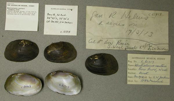 specimen