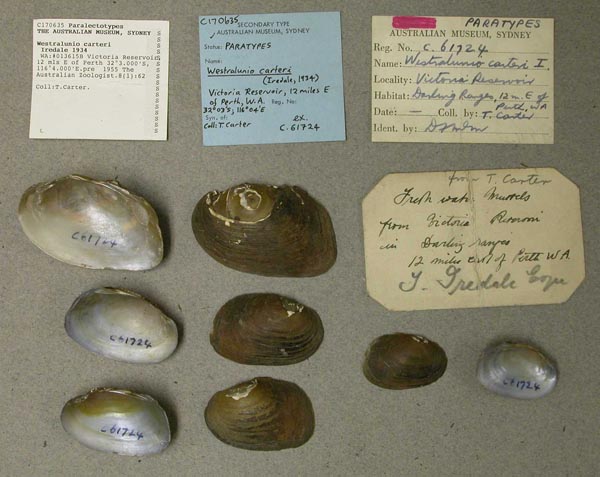 specimen