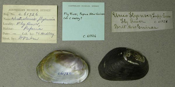 specimen