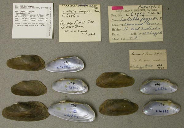 specimen