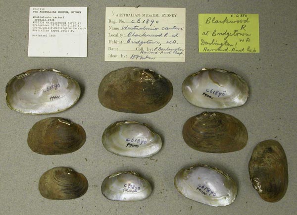 specimen