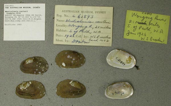 specimen