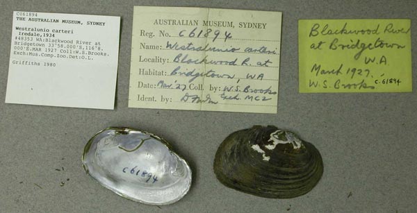 specimen