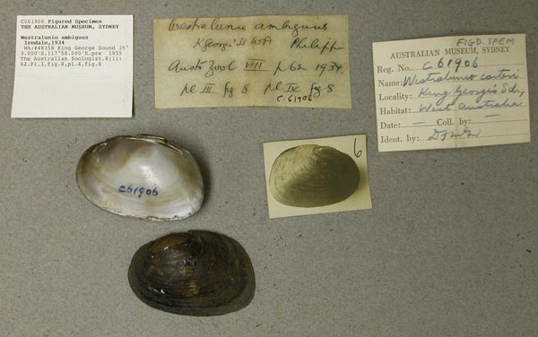 specimen