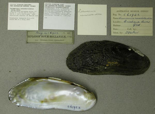specimen