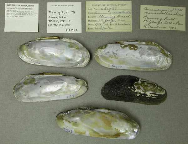 specimen